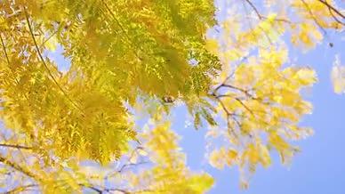 4k实拍唯美初夏阳光照射树叶自然风光空镜视频的预览图